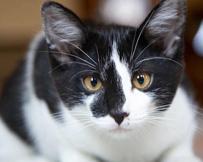 Milk (& Sumo!) - Domestic Shorthair Female Kitten for Adoption