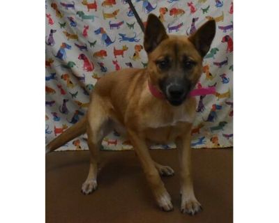 Queen - Shepherd (Unknown Type)/Australian Cattle Dog Mix Female Puppy for Adoption