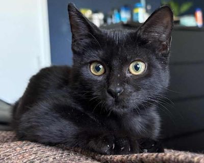 Child. Black (all). Hi there, I m Bailey! I might be a little shy when we first meet, but once I warm up, you ll get to see my wonderful personality shine through a perfect mix of sweet, cuddly, playful, and fun! My beautiful gold and green eyes are hard to miss they re usually focused on you as I quietly take you in and get to know you. I absolutely love toys especially the kind I can toss in ...