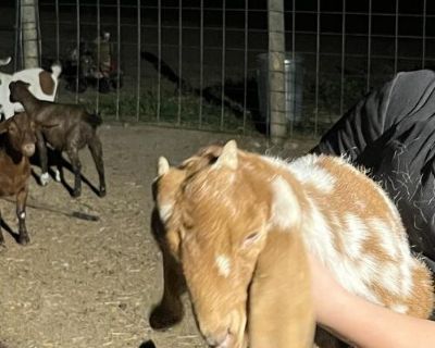 FREE TO GOOD HOME!!! Special needs goat needs someone to love him!! Bam Bam is a 1/2 Boer, 1/2 Nubian buckling and lets just say, hes a little slow. He requires someone with patience to care for him.