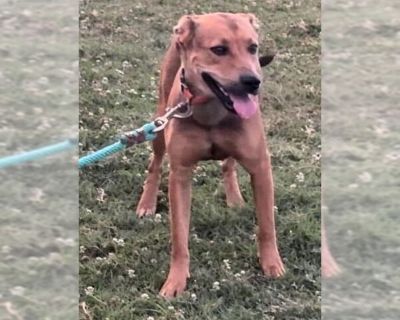 Mary - CL - Black Mouth Cur-Labrador Retriever Mix Female Puppy for Adoption