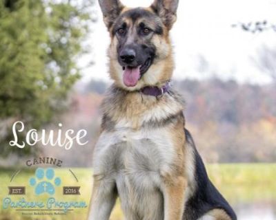 Louise - German Shepherd Dog Female Dog for Adoption