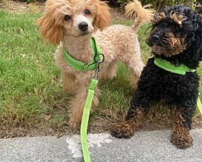 Nugget - Poodle (Toy or Tea Cup) Male Puppy for Adoption