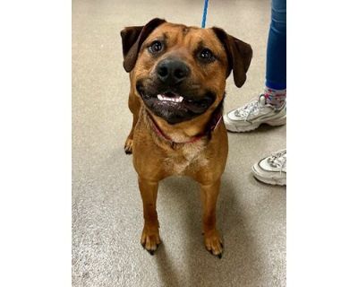 Bud - Terrier (Unknown Type, Medium)/Australian Cattle Dog Mix Male Dog for Adoption