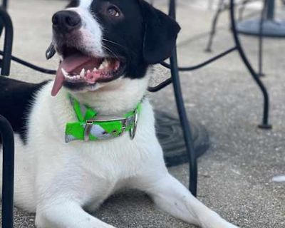 Fang - Beagle/Dalmatian Mix Male Dog for Adoption