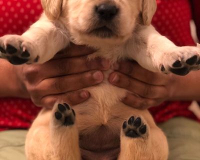 GOLDEN RETRIEVER PUPPIES FOR SALE!