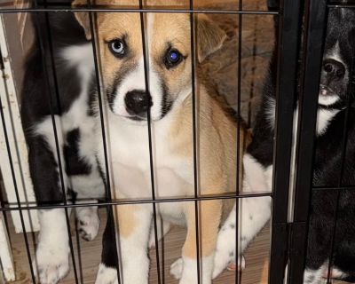 Meet Shaggy - The Sweet & Silly Snuggle Pup! Looking for a playful little buddy who's full of personality? Meet Shaggy, a 9-week-old Husky mix (mom's a Husky, dad's a mystery!) with the perfect mix of energy and affection. Shaggy is a happy, curious pup who loves to play, explore, and be part of the action. When he's done adventuring, he's all about cuddles - this boy knows how to melt hearts! ...