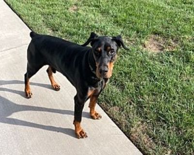 Captain - Doberman Pinscher Male Dog for Adoption