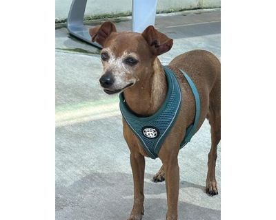 CHANTEL - Miniature Pinscher Female Dog for Adoption