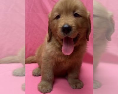 9 Weeks Old * Size at Maturity: Large * Show Potential: Yes * Champion Bloodlines: Yes * Champion Sired: Yes * Availability Date: 10/28/2025 * Shipping Area: Pick Up Only * Payment Method: Cash *. Diamond is a Healthy, Fluffy, Happy Boy We invite you to Come to see her at our house She has first vaccinations and deworming "Our Puppies are in good Health or Return it and get your money back." We...