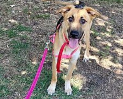 Sylvie - German Shepherd Dog/Hound (Unknown Type) Mix Female Puppy for Adoption