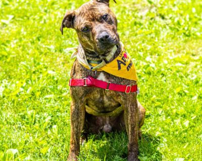 Damien - American Pit Bull Terrier Male Dog for Adoption