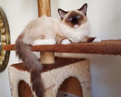Herm s - Ragdoll Male Kitten For Sale