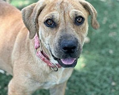 Pumpkin - Mixed Breed (Medium)/Mixed Breed (Medium) Mix Female Dog for Adoption