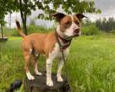 Adopt Milo a American Pit Bull Terrier / Mixed dog in Glenfield, NY (33711473)