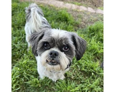 Milo 2 - Shih Tzu Male Dog for Adoption