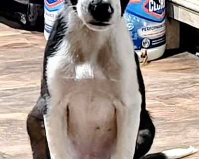 Boogie - Border Collie Mix Male Puppy for Adoption