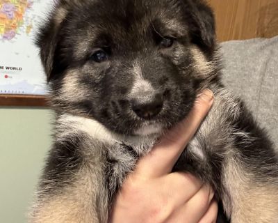 Rip - German Shepherd Dog Mix Male Puppy for Adoption