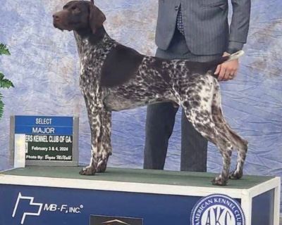 4 Male and 3 Female German Shorthaired Pointer Puppies for Sale