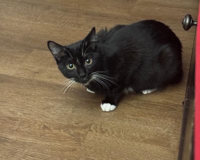 Alice & Jasper - LOCAL BONDED SIBLINGS - Domestic Short Hair Male Cat for Adoption