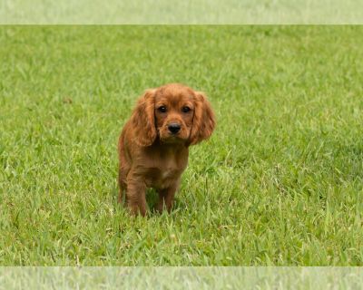 Baylor - Cavalier King Charles Spaniel Male Puppy for Sale