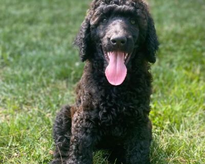 CKC Registered Standard Poodle puppies - Beautiful