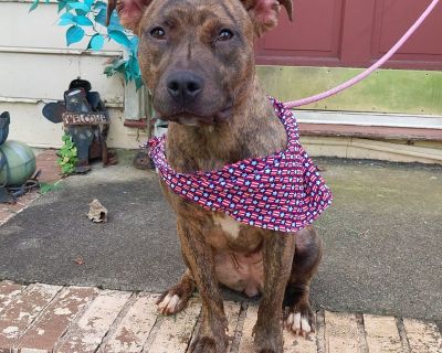 Lilo - Terrier & Staffordshire Bull Terrier Mix Female Dog for Adoption