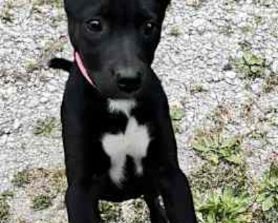 Katie - Labrador Retriever/Shepherd (Unknown Type) Mix Female Puppy for Adoption