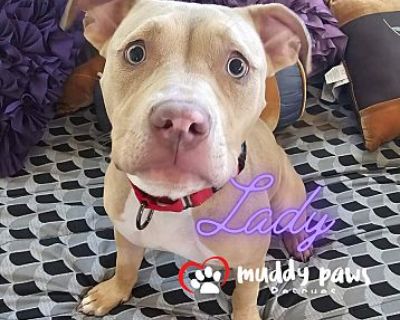 Lady - Pit Bull Terrier Female Puppy for Adoption