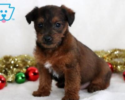 Comet - Male Jackapoo Puppy for Sale