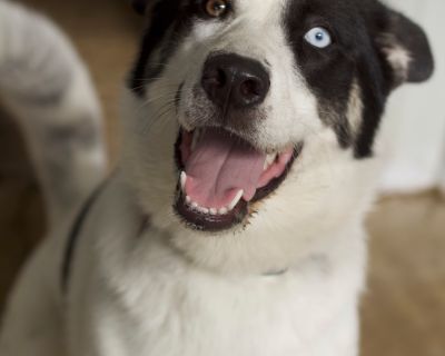 Mazie - Border Collie Female Dog for Adoption