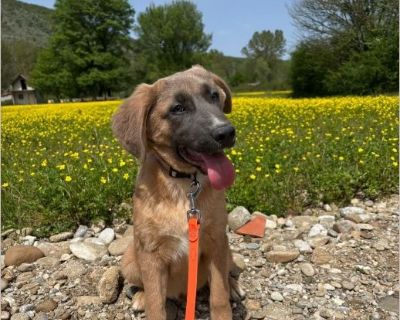 Boomer - Male Puppy Lab / German Shepherd for Adoption