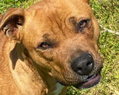 Cassie - so SWEET - Boxer Female Dog for Adoption