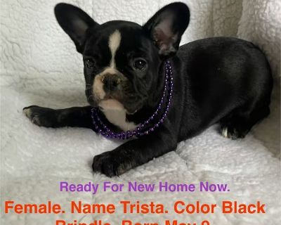 ❤️‍🔥❤️‍🔥 French Bulldog puppies available for new loving Family’s . 💥
 Veterinarian Health Certificate and First shots and deworming will be done.  Also come with bag puppy food and some treats . Call 518-921-8455.  Anytime Day Or Night. For Reviews Google Zooks Famous French Bulldogs. 🥰🥰 Parents are AKC Registered and are here for you to visit with.Contact use now these cute puppies will ...