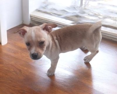 Sprout - Chihuahua Mix Male Puppy for Adoption