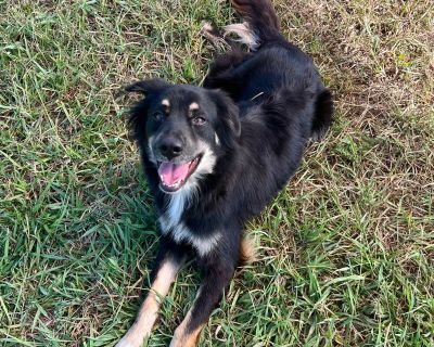 Corie - Border Collie Mix Female Dog for Adoption