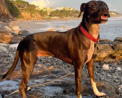 Meet Summer, an adorable 3 year-old cattle dog/lab mix pup weighing 32 pounds. Summer is the ideal ranch/farm dog or outdoor companion for someone who gardens throughout the day.This girl loves to work and train -- she would make a great agility/working dog. She loves to be outdoors and has energy to be at your assistance all day :). She's a bundle of fun and gets along great with other dogs. S...
