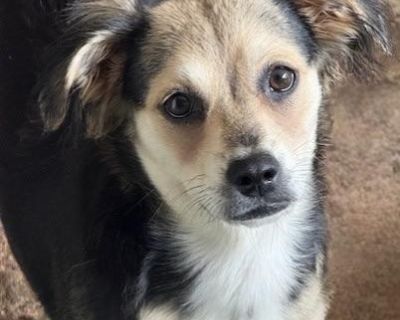 PLEASE READ THE FOLLOWING INFORMATION AND REQUIREMENTS FOR ADOPTION..HARROW is currently in foster care in Houston, The adoption fee includes the transport This little soft,fluffy pup was born approx april 15th 2025 She was found under a house with her mom and siblings at 3 weeks old SHe now weighs 15 lbs and will probably be in the 20-25 lb range when fully grown We have no idea of her breed m...