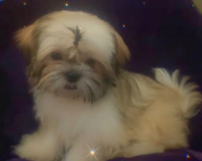 1 Female Shih Tzu Puppy for Sale