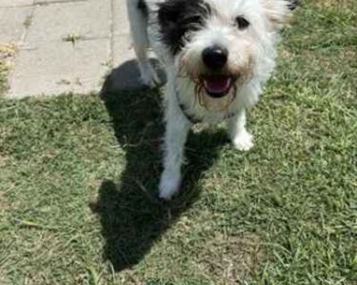 Chiki - Terrier (Unknown Type, Medium) Male Dog for Adoption