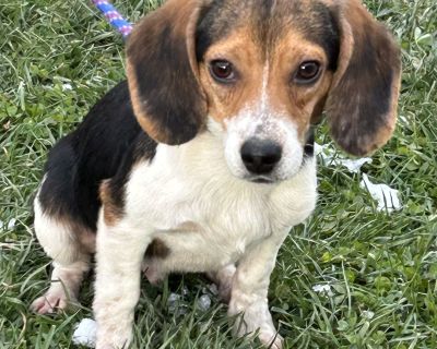 Meet MIKE and SULLEY, our 2 adorable Monsters Inc beagle puppies. These boys are definitely play monsters. And treat monsters. They are simply delightful. Mike and Sulley are about 6 months old, Mike is currently 12 pounds, Sulley is 14 pounds. We expect them to remain on the small side, maybe 20-25 pounds when fully grown. They both have some hair loss thanks to fleas and poor nutrition. The f...