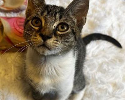 Duck - Domestic Shorthair Male Cat for Adoption