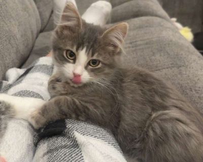 dob 8/15/25 Noah came to TC paw from a TNR project. He's a bit shy, but in his TC Paw foster home, he has come a long way. He likes to play with the other cats and to be with the humans, watching them. Though he's comfortable being around the action in the home, he's still unsure about being petted and held. Noah will just need some time to warm up, and when he does, this heart-meltingly cute l...