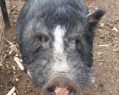 Frankie is a gentle soul with a unique charm and one adorable ear that makes him unforgettable. He s kind and calm around people but does best when housed only with other pigs. Frankie would love a space where he can roam, root, and relax in peace among his own kind. With his sweet nature and quiet confidence, Frankie is ready to bring his special personality to a loving home.. Coat length Shor...