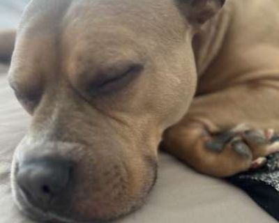 Rocco - American Pit Bull Terrier Male Dog for Adoption