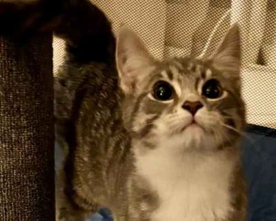 Phantom - Domestic Shorthair Male Cat for Adoption