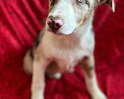 OTTO - Australian Shepherd Male Puppy for Adoption