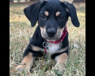 Althea - Beagle & Australian Shepherd Mix Female Puppy for Adoption