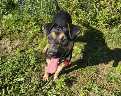 Rhonda - Miniature Pinscher Mix Female Dog for Adoption