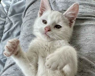 Child. Hair: long. Microchipped. PLEASE READ: If you are interested in meeting and/or adopting, please apply online at www.catdogfriendrescue.com. Please do NOT call or send inquiries via Adopt A Pet or PetFinder as we are a small rescue and cannot handle a large influx of inquiries and phone calls. You can email us at [email protected] if you have questions, but if you would like to be conside...